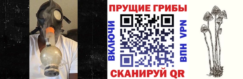 Галлюциногенные грибы Psilocybine cubensis  цена   Малоярославец 